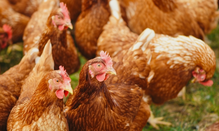 Accountant Quits Day Job and Starts a Chicken Farm