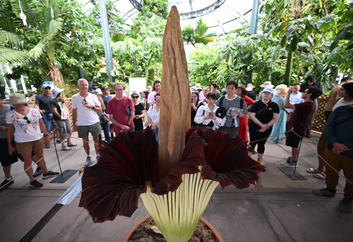 Visitors gather to see and smell the Corpse Flower during its brief bloom, as it is displayed at the Botanical Gardens section of the Huntington Library in San Marino, Calif., on Aug. 28, 2023. (Robyn Beck/AFP via Getty Images)