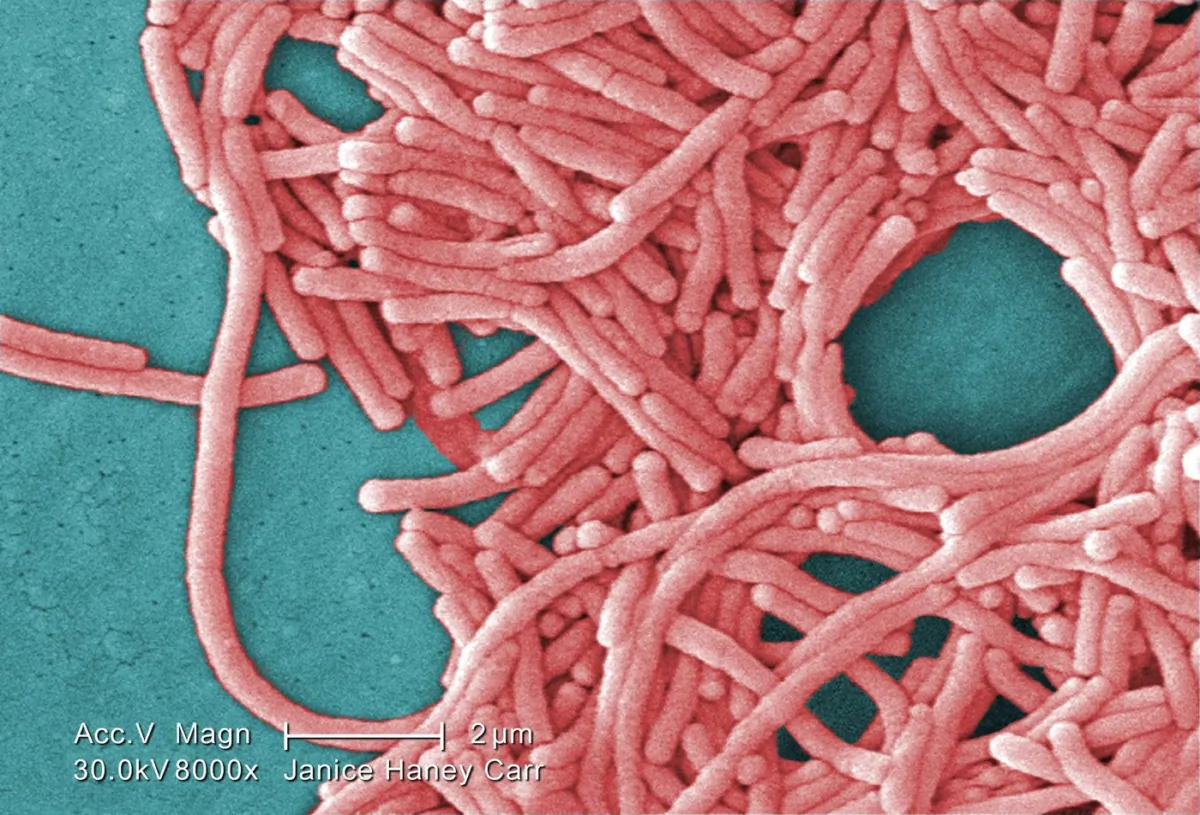 This 2009 colorized 8000X electron micrograph image shows a large grouping of Gram-negative Legionella pneumophila bacteria. (The Canadian Press/AP-Janice Haney Carr)

