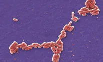 Parent Initiates Class-Action Lawsuit Following E. Coli Outbreak at Calgary Daycares