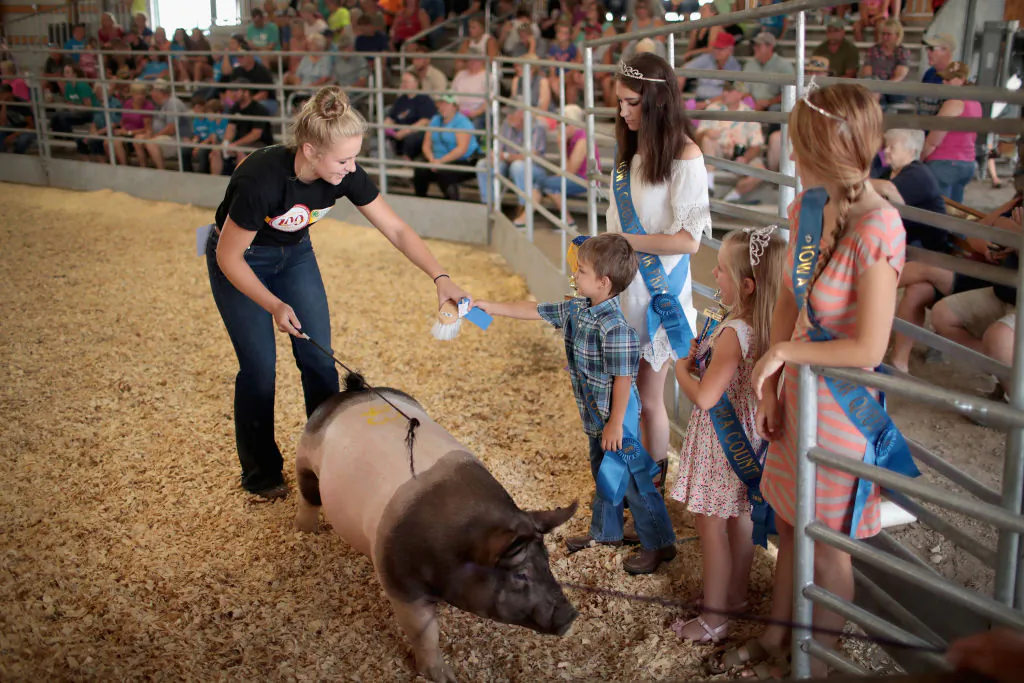 A contestant receives a blue ribbon after showing a hog during competition at the Iowa County Fair on July 13, 2018, in Marengo, Iowa. (Scott Olson/Getty Images)
