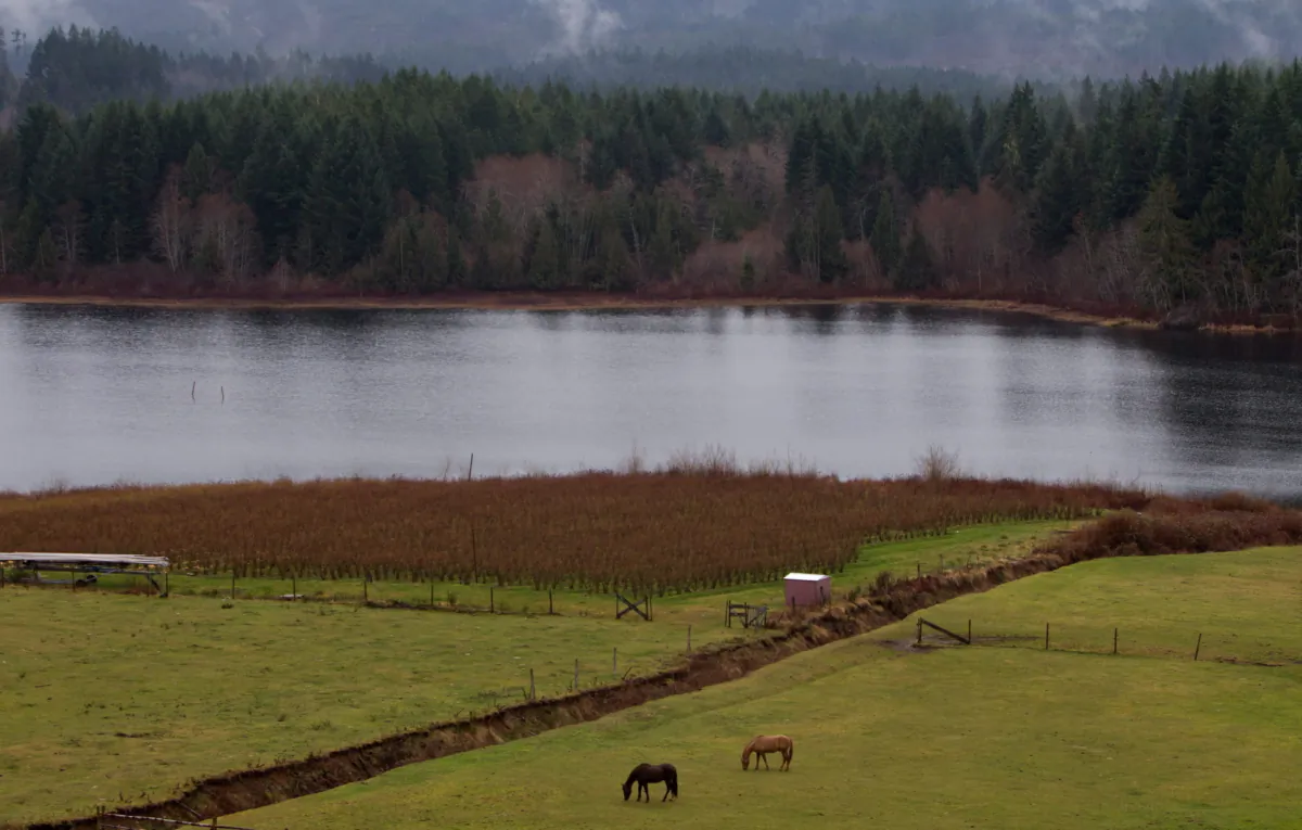 Horses graze at a farm on Alberni Inlet near Port Alberni, B.C., in a file photo. (The Canadian Press/Darryl Dyck)
