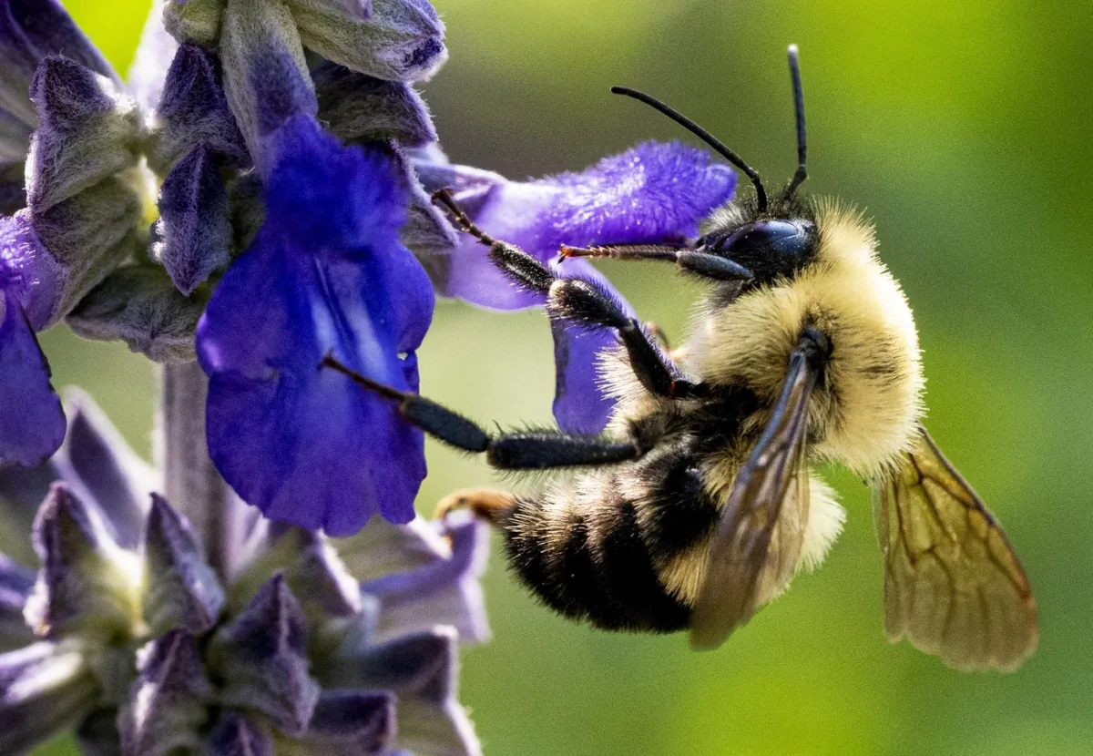 A bee gathers pollen from a flower in a Montreal park on July 30, 2019. (The Canadian Press/Paul Chiasson)
