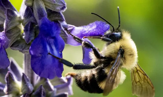 5 Million Bees Fall Off Truck, Drivers Told to Keep Windows Closed: Halton Police
