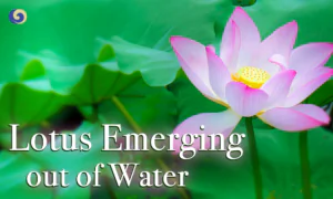 Ancient Traditional Pipa Music ‘Lotus Emerging out of Water’