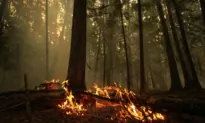 Wildfire Threat in BC Continues as Winds Pick up During Stormy Weather