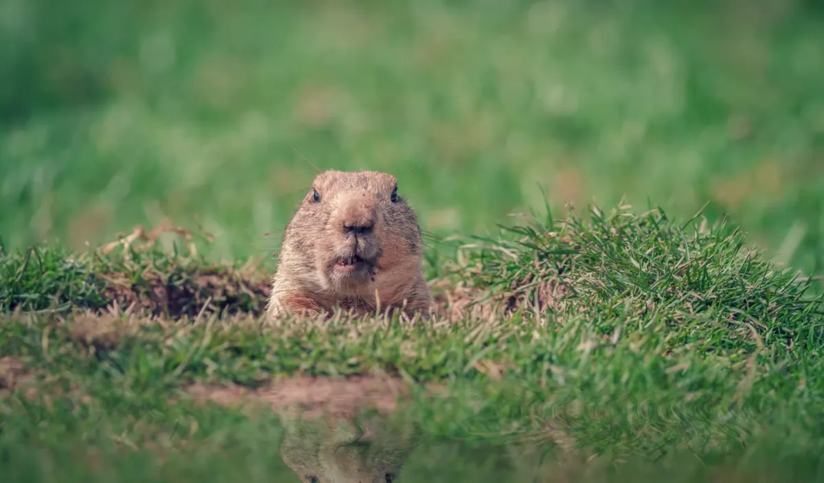 (Bahadir Yeniceri/Shutterstock)
