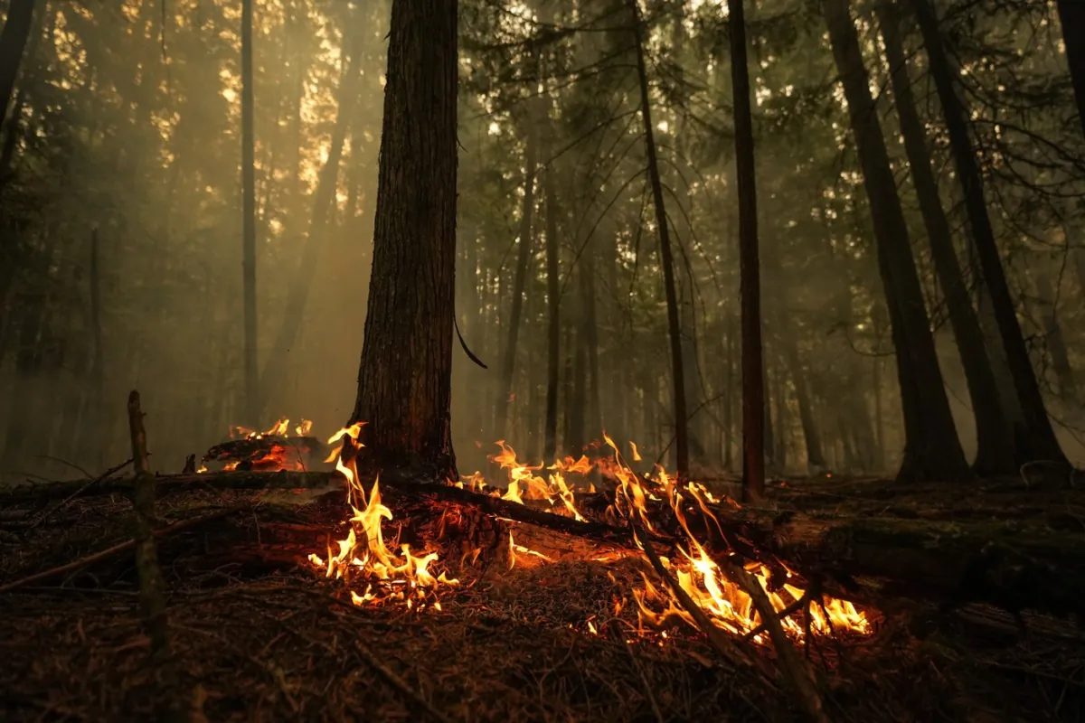 A hot spot from the Lower East Adams Lake wildfire burns in Scotch Creek, B.C., on August 20, 2023. (The Canadian Press/Darryl Dyck)
