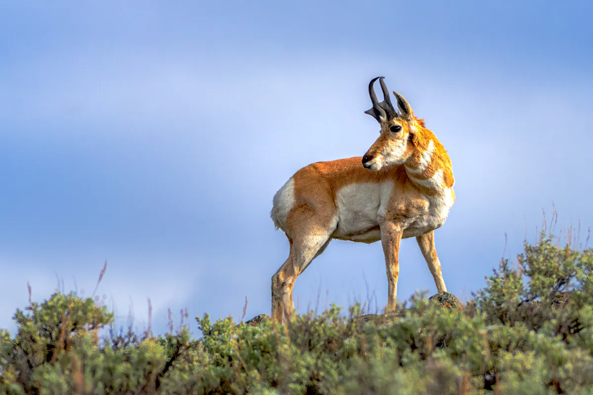 A pronghorn antelope. (Michael J Magee/Shutterstock)