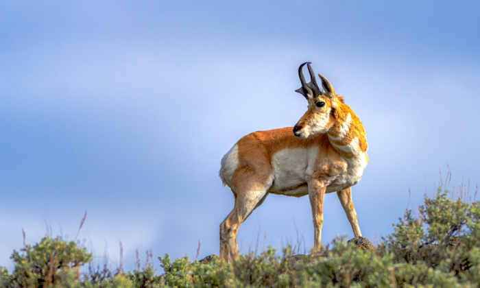 When It Comes to Wildlife Viewing, South Dakota’s Custer State Park Even Beats Yellowstone