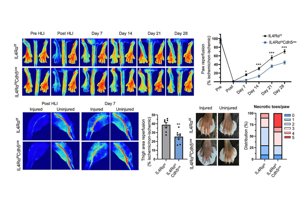 A comparison between mice with and without the IL-4 receptor (IL4Rα) after restoring blood flow to their limbs. (Courtesy of CUHK)