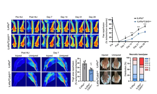 Research Discovers Cytokines Promote Blood Vessel Growth, Helps Treat Ischemic-Induced Tissue Damage