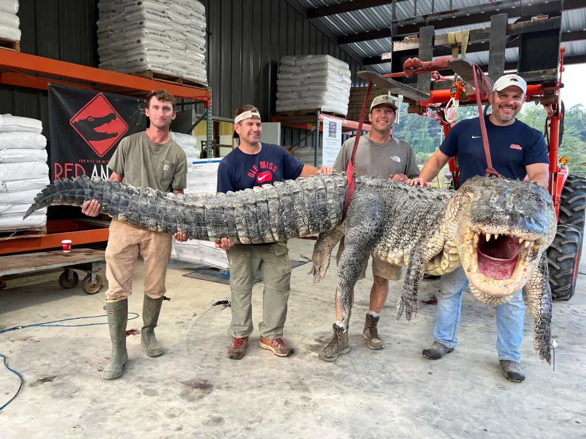 The alligator sport hunting team made up of (L–R), Tanner White, tag-holder Donald Woods, Will Thomas and Joey Clark as they hoist, with the help of a forklift, the longest alligator officially harvested at Red Antler Processing in Yazoo City, Miss., on Aug. 26, 2023. (Shane Smith/Red Antler Processing via AP)