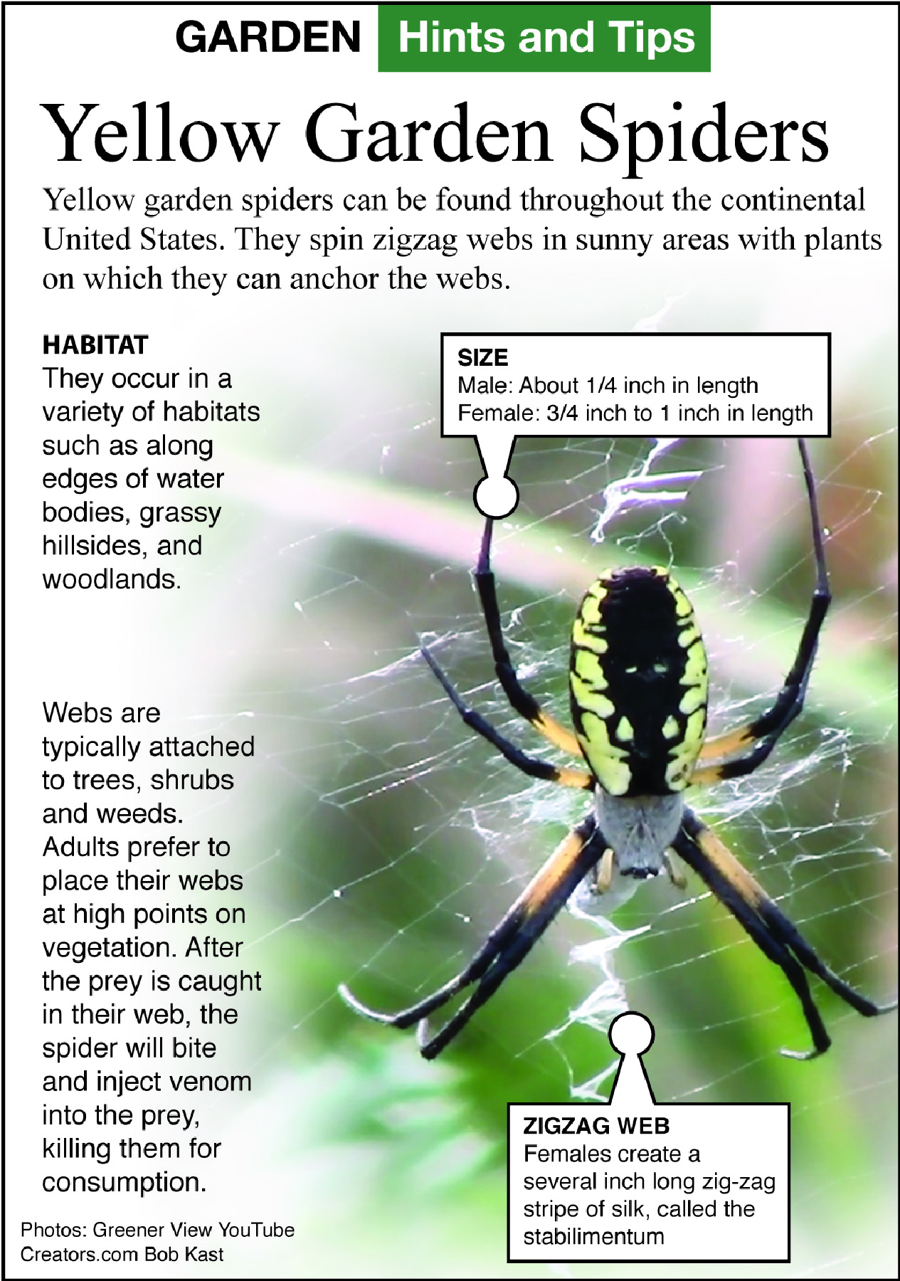 yellow garden spider tip sheet