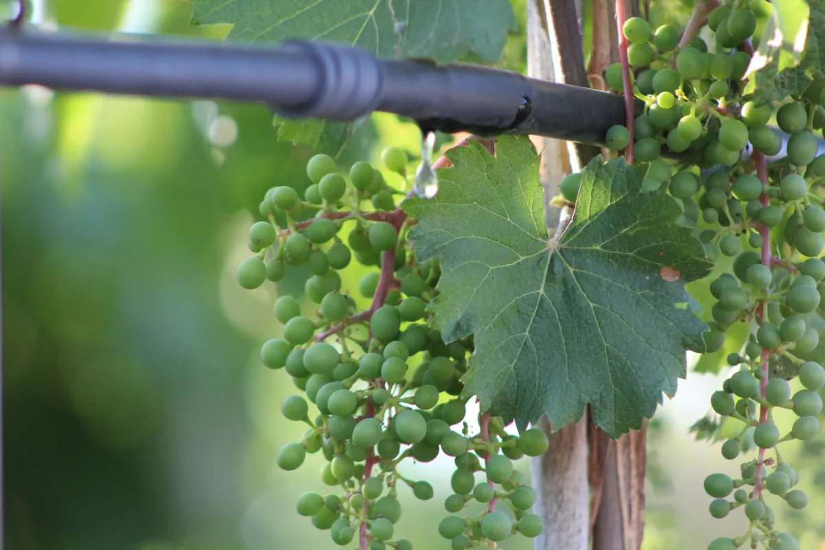 Garden Grapes and Spiders