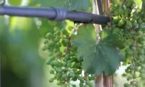 Garden Grapes and Spiders