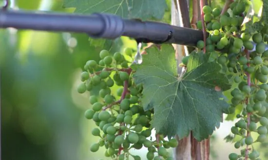 Garden Grapes and Spiders
