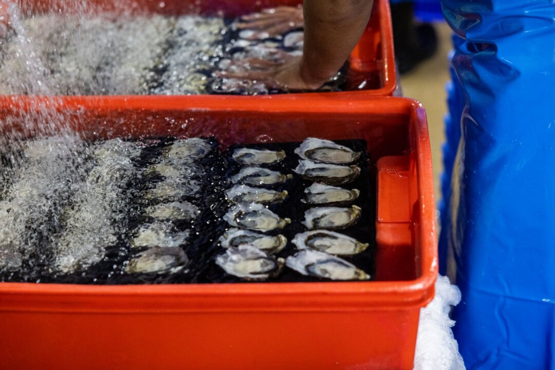 A man washes natural oysters at Sydney Fish Market in Sydney, Australia, on Dec. 24, 2022. (Jenny Evans/Getty Images)