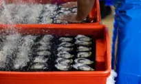 2 Connecticut Deaths Linked to Bacteria Found in Raw Shellfish