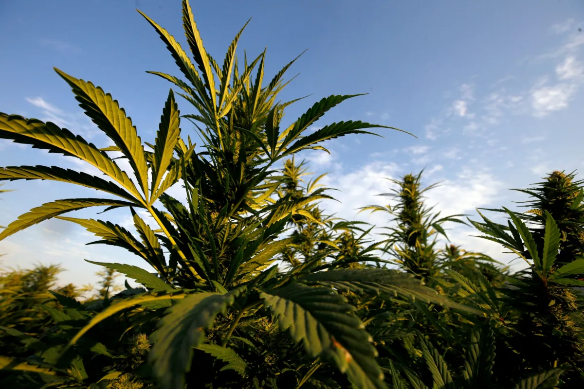 Marijuana plants in a file image. (Ulises Ruiz/AFP via Getty Images)