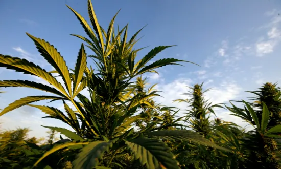 CCP-Linked Crime Groups Traffic Marijuana, Humans