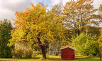 Fall Tree Care: What to Do This Season