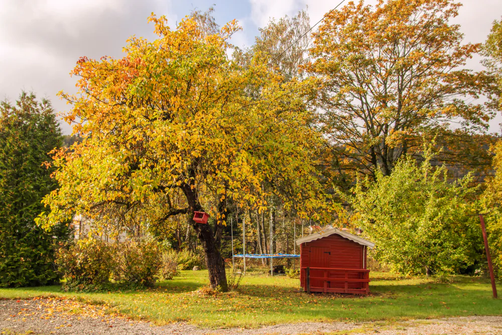 Not all trees have leaves that change color in the fall, but the ones that do are often stunning.(Tamara Lopes/Shutterstock)

