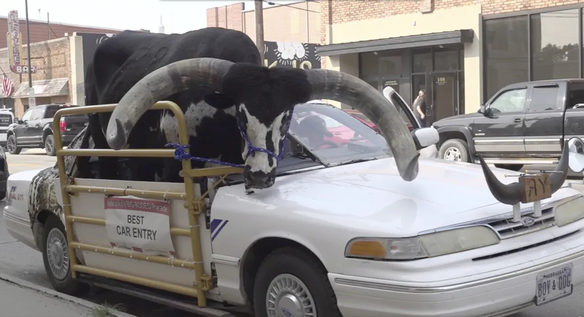 A Watusi bull named Howdy Doody sits in the passenger seat of a car owned by Lee Meyer in Norfolk, Neb., on Aug. 30, 2023. (News Channel Nebraska via AP)