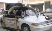 Police Stop Nebraska Man for Bucking the Law With a Bull Riding Shotgun in His Car