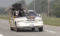 Riding Shotgun: Nebraska Police Pull Over Vehicle With Giant Bull Riding in Front Passenger Seat