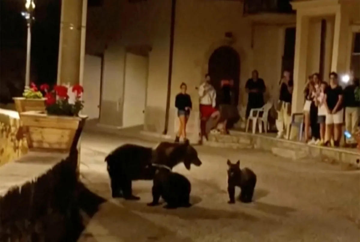 A frame grab from a footage showing a she-bear strolling with her cubs in San Sebastiano Dei Marsi, Italy, on Aug. 26, 2023. (Via APTN)