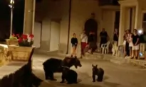 Shooting of a Brown Bear Leaves 2 Cubs Motherless and Sparks Outrage in Italy