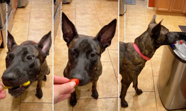 Clips Show Adorable Belgian Malinois's Hilarious Response to Vegetables and Fruits She Doesn't Like