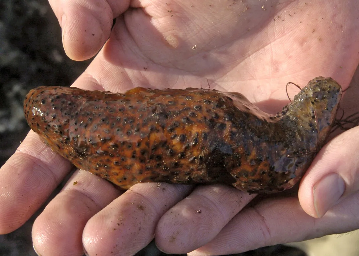 A man holds a sea cucumber in the tide pools at Cabrillo Beach in the San Pedro section of Los Angeles on Dec. 30, 2005. (Sean Hiller/The Orange County Register via AP)