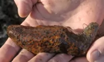 Traffickers Plead Guilty to Smuggling Over $10,000 in Endangered Sea Cucumbers