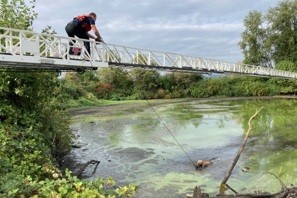 A man charged with attempted murder who escaped from a psychiatric hospital while fully shackled is rescued from a muddy pond in Portland, Ore., on Sept. 1, 2023. (Portland Fire and Rescue via AP)