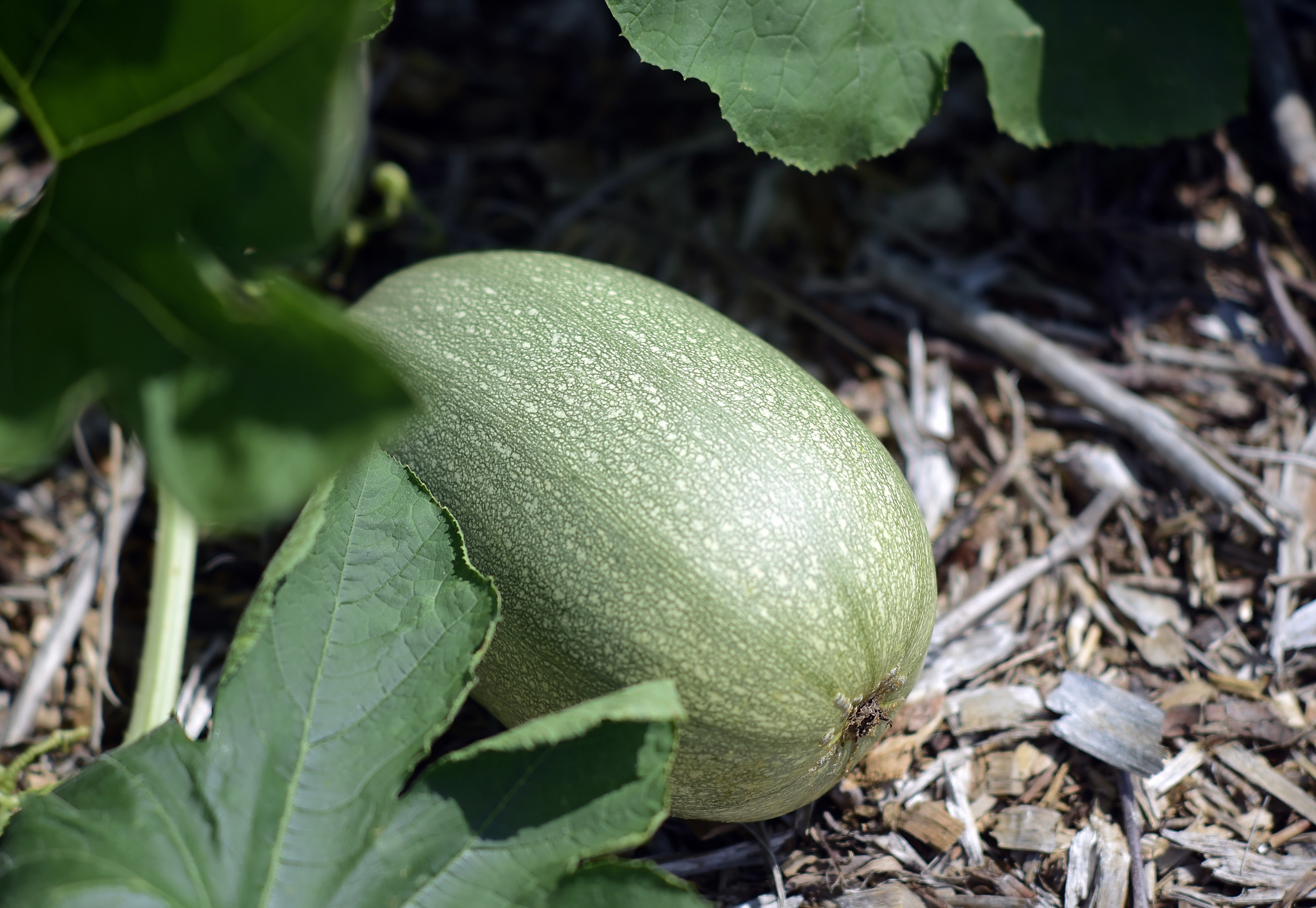 Students from Pittsburgh Technical College planted this zucchini squash, almost ready to be picked on July 24, 2023.
