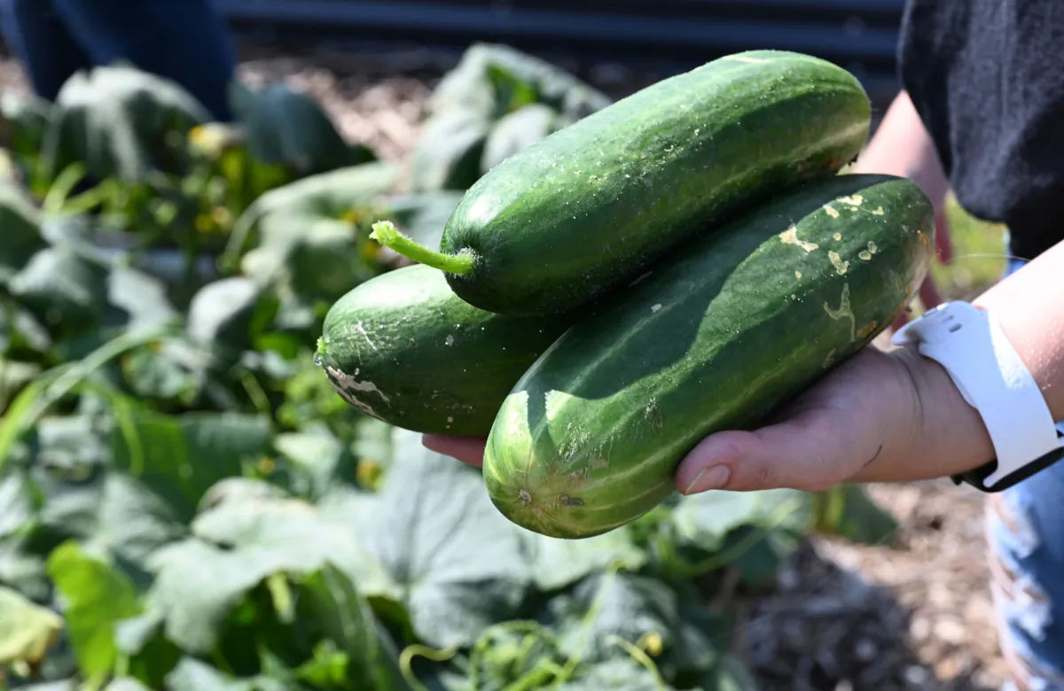 Randiynn Frohnapfel, a student from Pittsburgh Technical College, holds some cucumbers grown by students in their garden on campus. (Lucy Schaly/Post-Gazette)