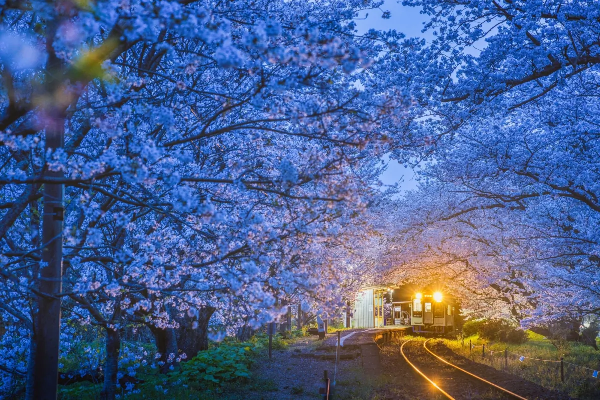 A train passes amid cherry blossoms at nighttime in Tokyo. (Amornrit Akkavangso/Shutterstock)