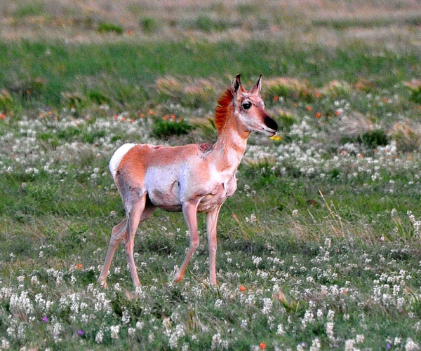 ‘Exploring the Neighborhood Pronghorn Community’