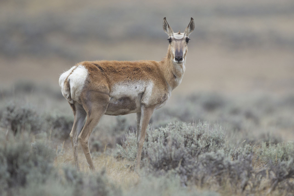 ‘Exploring the Neighborhood Pronghorn Community’