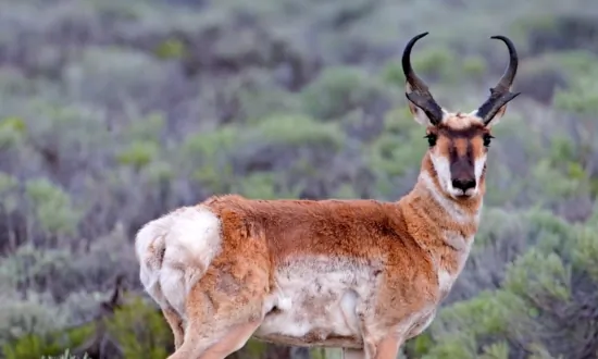 ‘Exploring the Neighborhood Pronghorn Community’