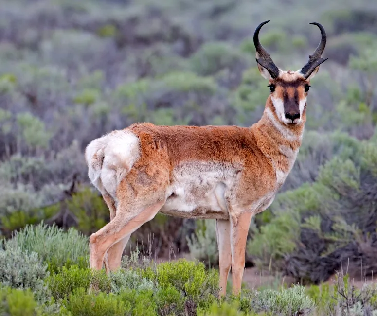 Pronghorn in Oregon. (Public Domain)