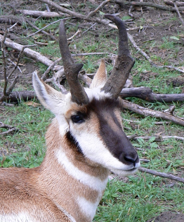 ‘Exploring the Neighborhood Pronghorn Community’