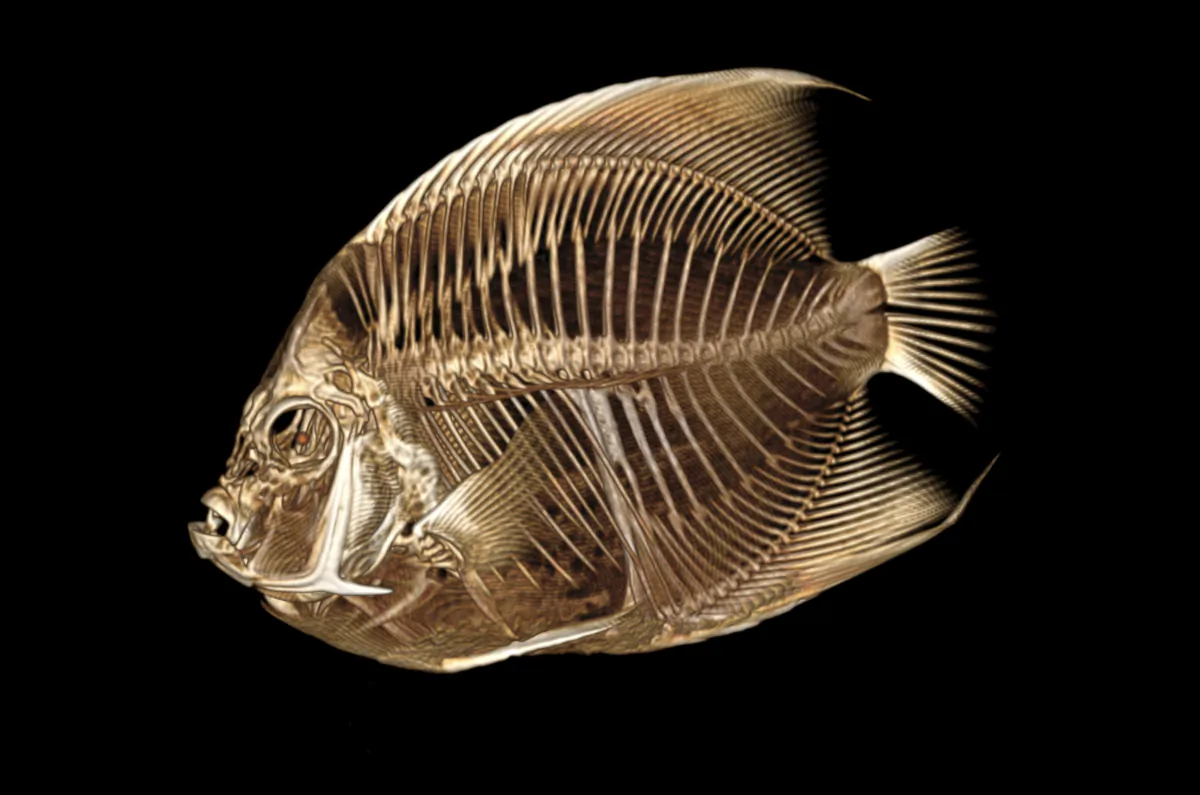 A CT scan of a French angelfish in this image provided on Sept. 4, 2023. (Denver Zoo via AP)