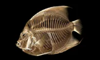 Fish With a Funny Float Gets a CT Scan at the Denver Zoo
