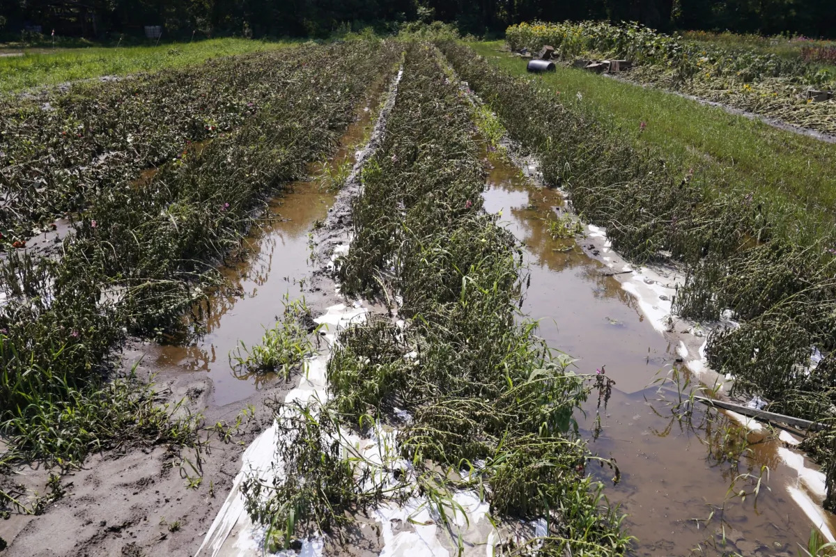 Flood waters remain on the destroyed fields at the Intervale Community Farm after flooding and rain in Burlington, Vt., on July 17, 2023. (Charles Krupa/AP Photo)