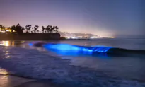 Bioluminescent Waters Light Up Southern California Coastline