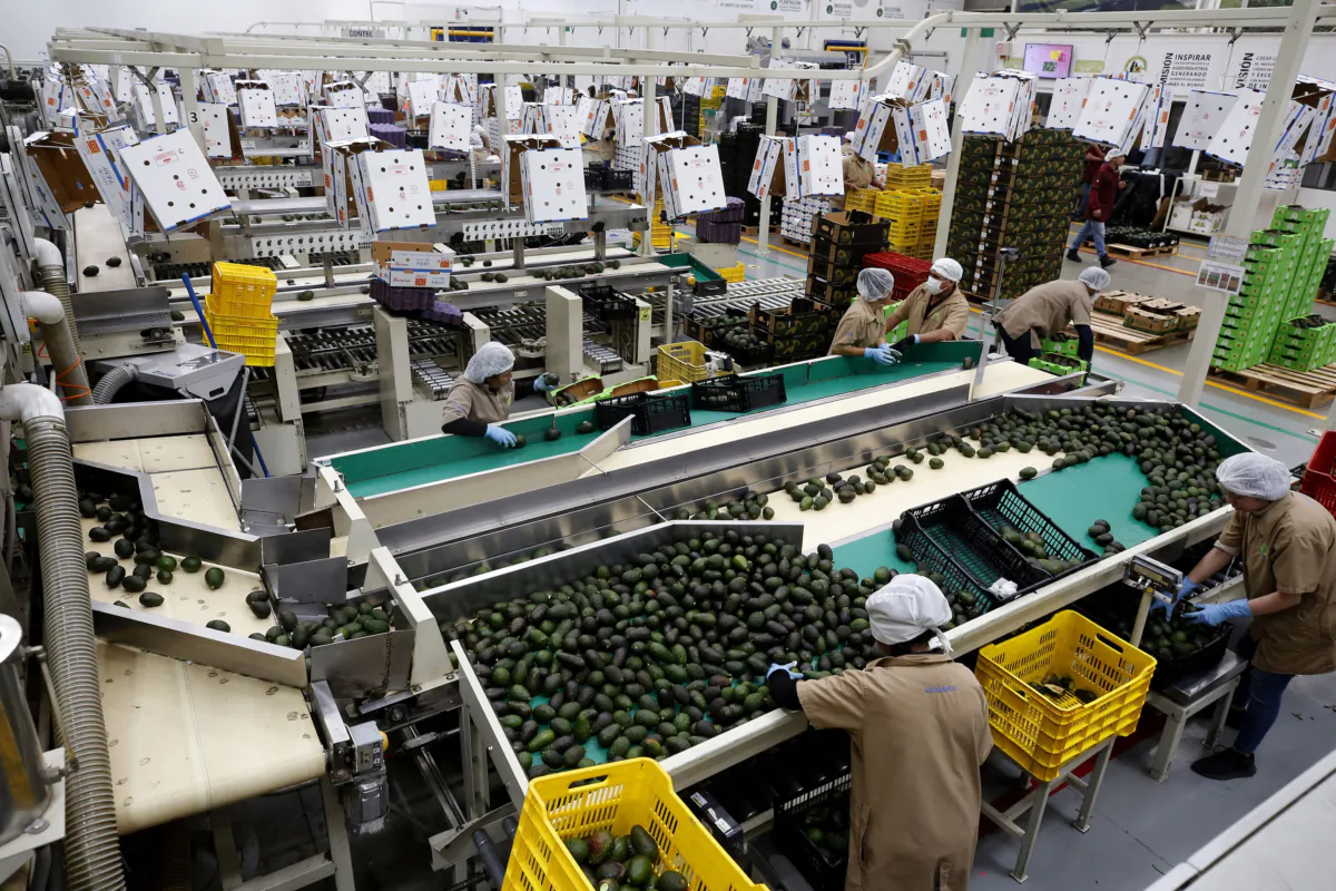 View of avocados packed for export at the Los Cerritos avocado group ranch in Ciudad Guzman, state of Jalisco, Mexico, on Feb. 10, 2023. (Ulises Ruiz/AFP/Getty Images/TNS)