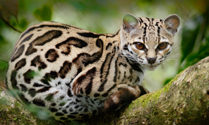 PHOTOS: Regal and Unique, the Ocelot Has One of the World's Most Beautiful Fur Coats